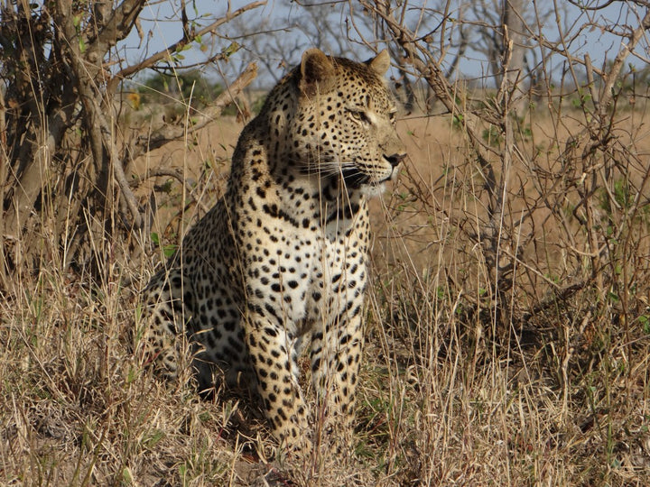 Leopards and Termites